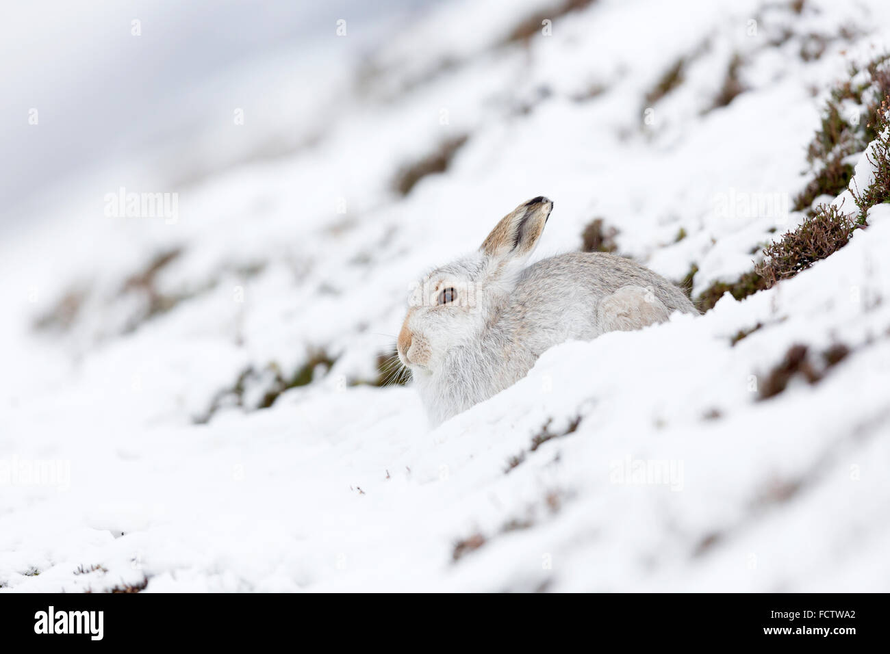 Schneehasen im Schnee und mit ihren weißen Wintermäntel, fotografiert in der Findhorn-Tal, Inverness-Shire, Schottland. Stockfoto