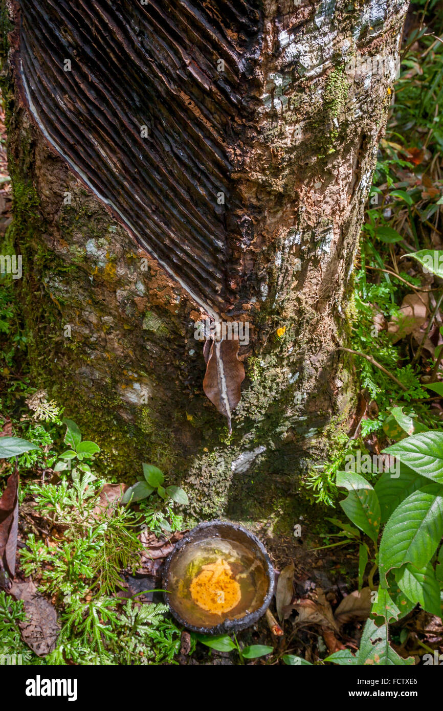 Gummizapfen an einem Naturkautschukbaum, der von einer lokalen Gemeinde im Wald in Sitahuis, Central Tapanuli, North Sumatra, Indonesien, aufgestellt wurde. Stockfoto