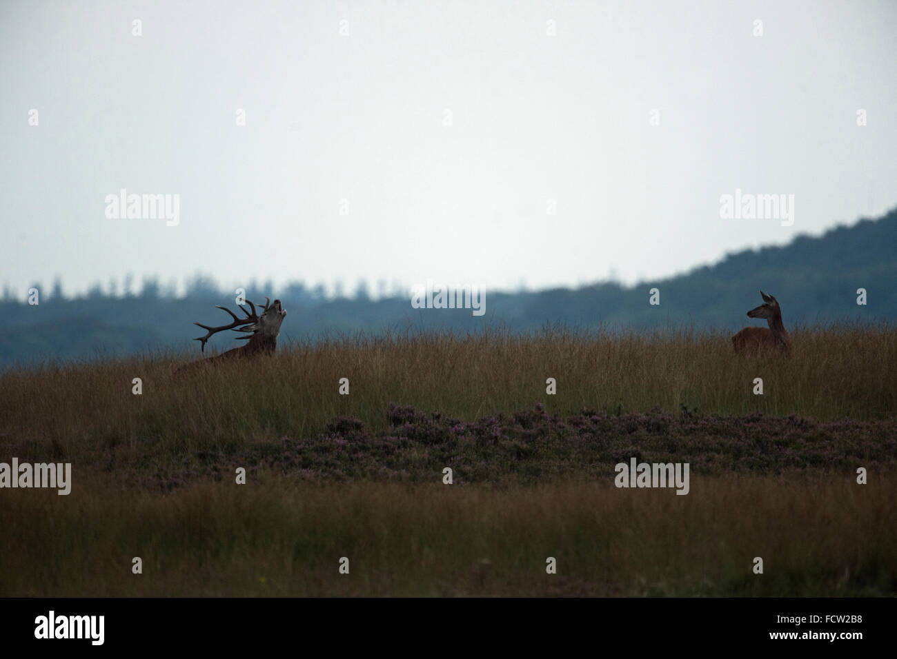 Rothirsch (Cervus Elaphus) Hirsch und Hirschkuh, im Morgengrauen, auf einem kleinen Hügel in der weiten Steppe, während der Brunftzeit (Niederlande). Stockfoto