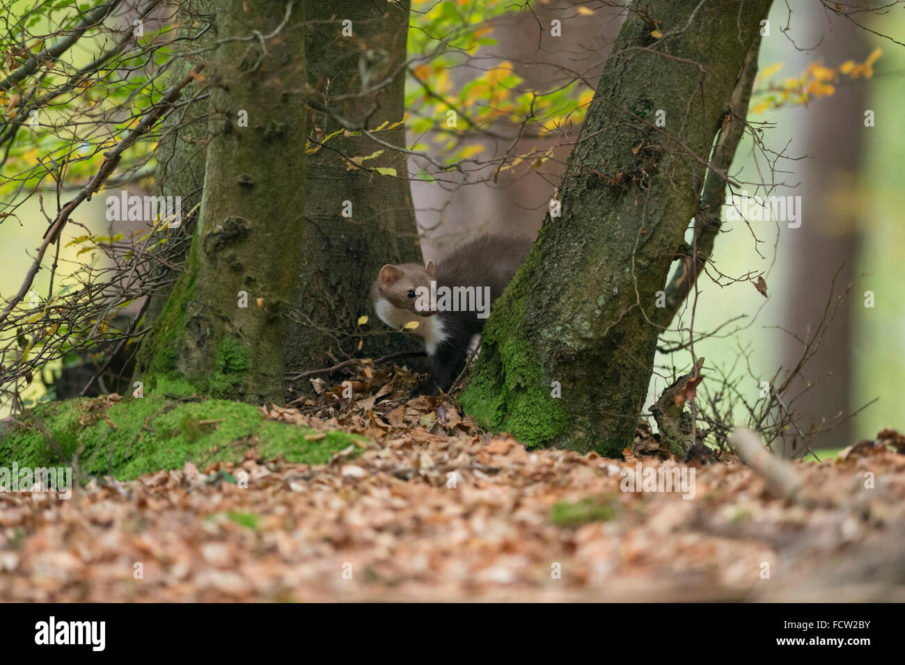 Steinmarder / Steinmarder / Steinmarder (Martes Foina), im Herbst, Jagd am Rande eines Waldes zwischen den Bäumen versteckt. Stockfoto