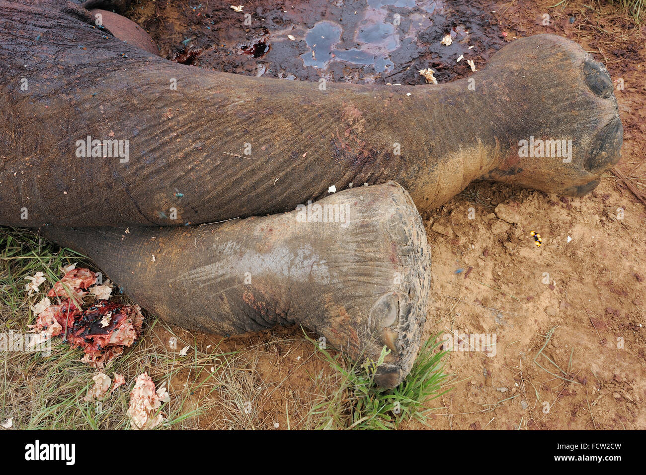 Wilderei, Afrikanischer Elefant (Loxodonta SP.), Hwange N P, Simbabwe Stockfoto