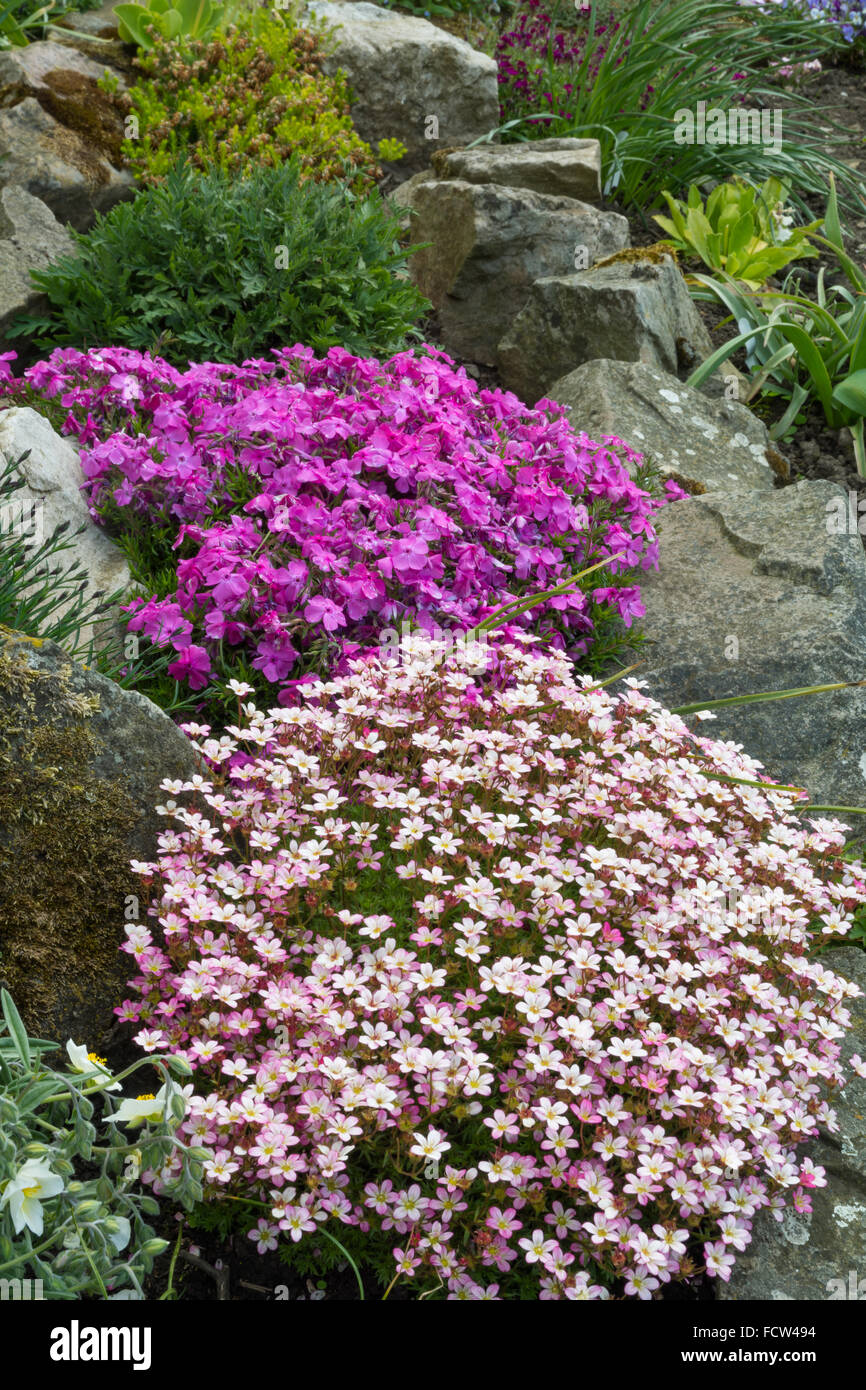 Alpine Pflanzen, darunter Saxifraga und Phlox Stockfoto