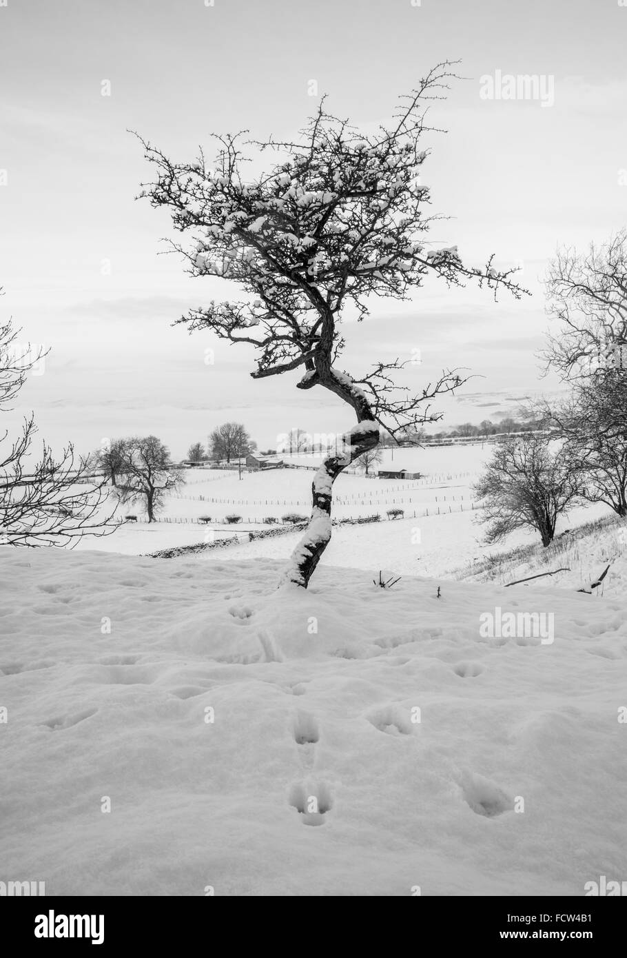Verdrehte Weißdorn Baum im Schnee Stockfoto