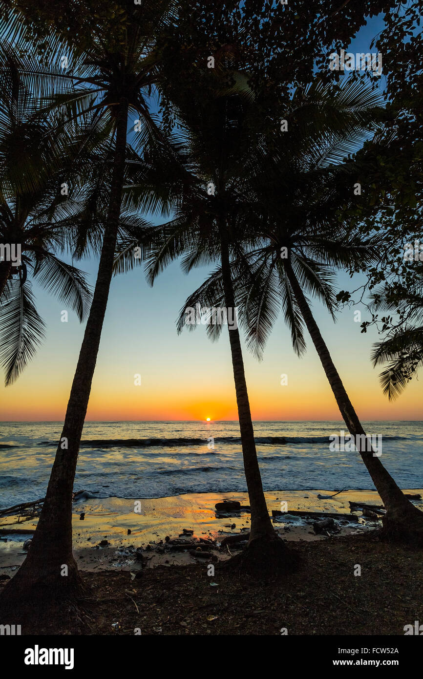 Palmen im Sonnenuntergang von Hermosa Beach an der Südküste der Halbinsel Nicoya; Santa Teresa, Puntarenas, Costa Rica Stockfoto
