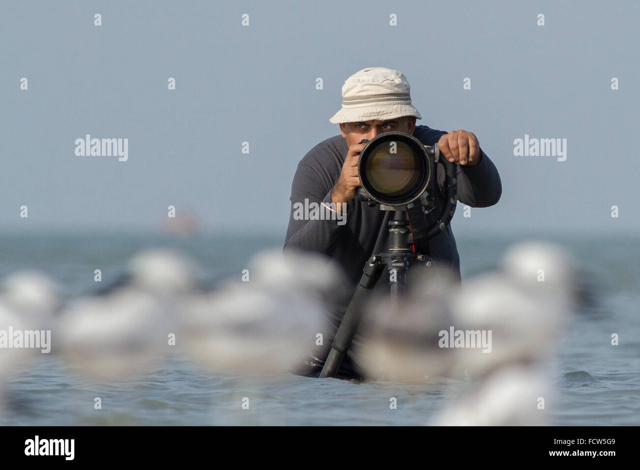 Fotografen fotografieren eine Herde von Krabben Regenpfeifer (Dromas Ardeola) Stockfoto
