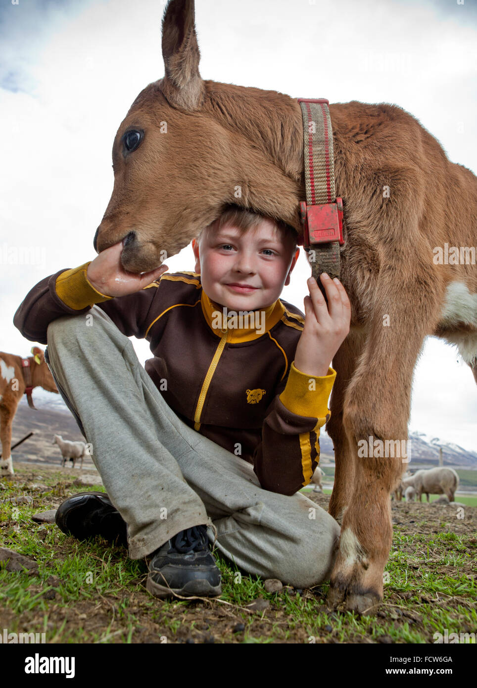 Jungen mit jungen Kalb, Audbrekka Hof, Horgardalur Valley, Island Stockfoto