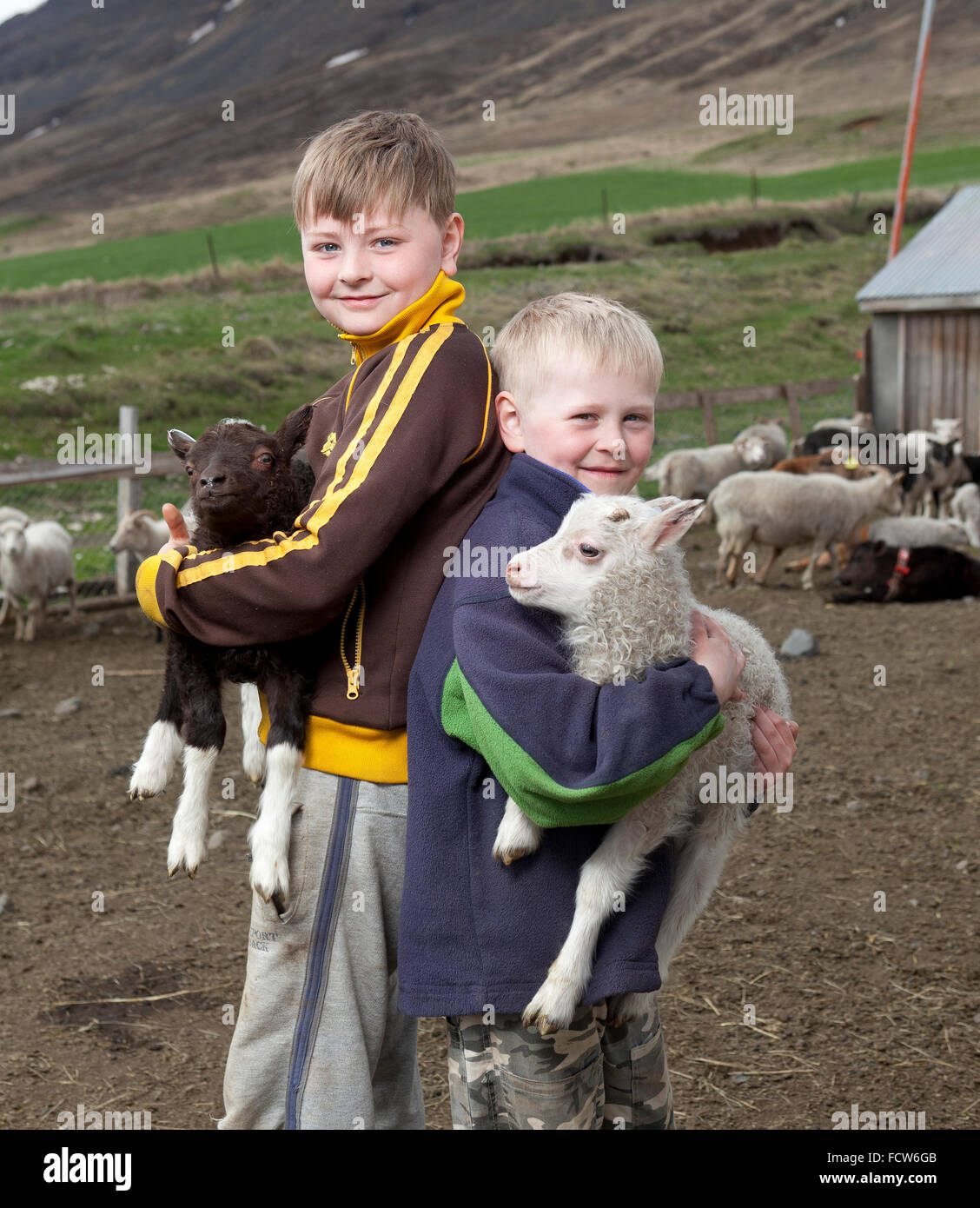 Jungen mit jungen Lämmer, Audbrekka Hof, Horgardalur Tal, Island Stockfoto