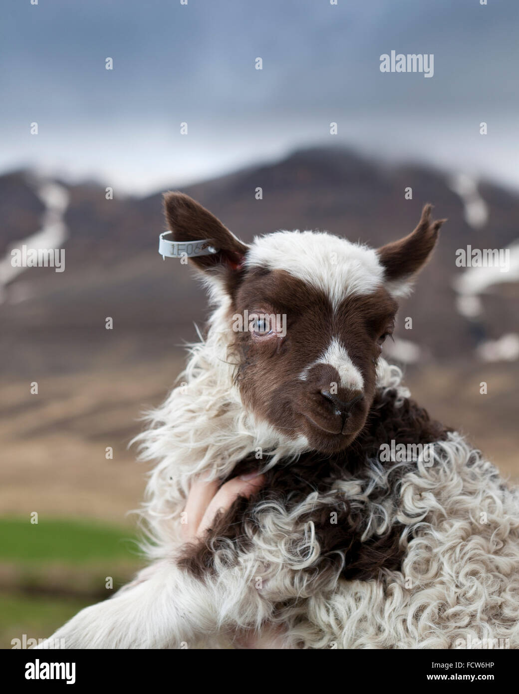 Porträt von Schaf und Lamm Stockfotografie - Alamy