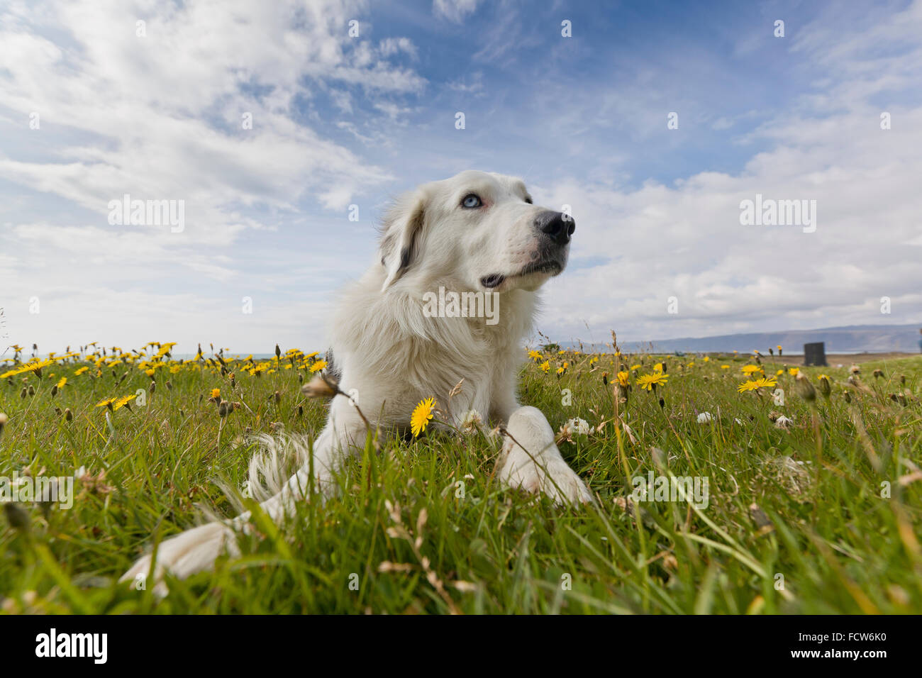 White-Retriever in einem Feld von Löwenzahn, Island Stockfoto