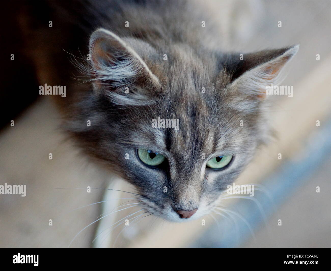 Graue Katze mit grünen Augen. Stockfoto