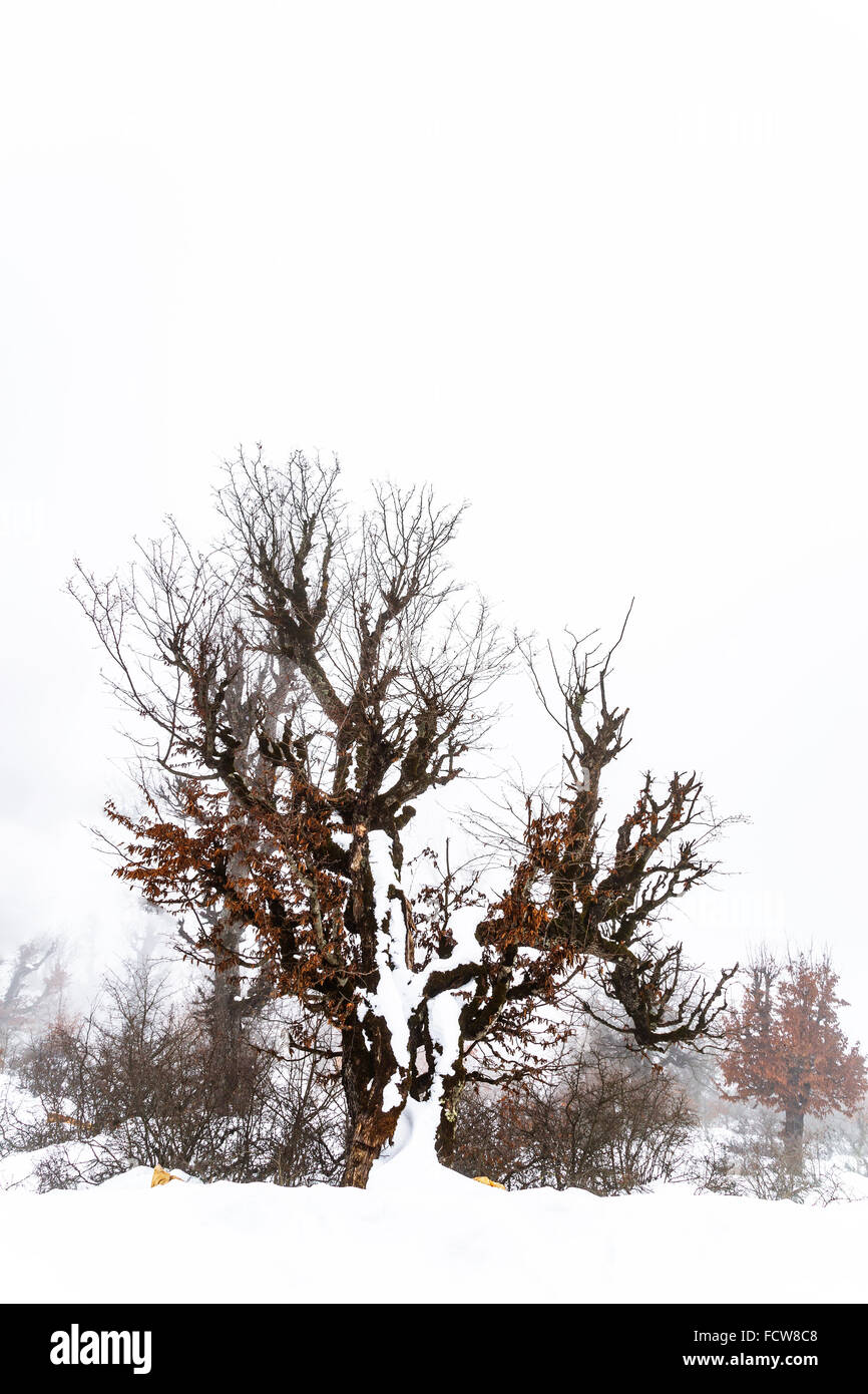 Schnee Stockfoto