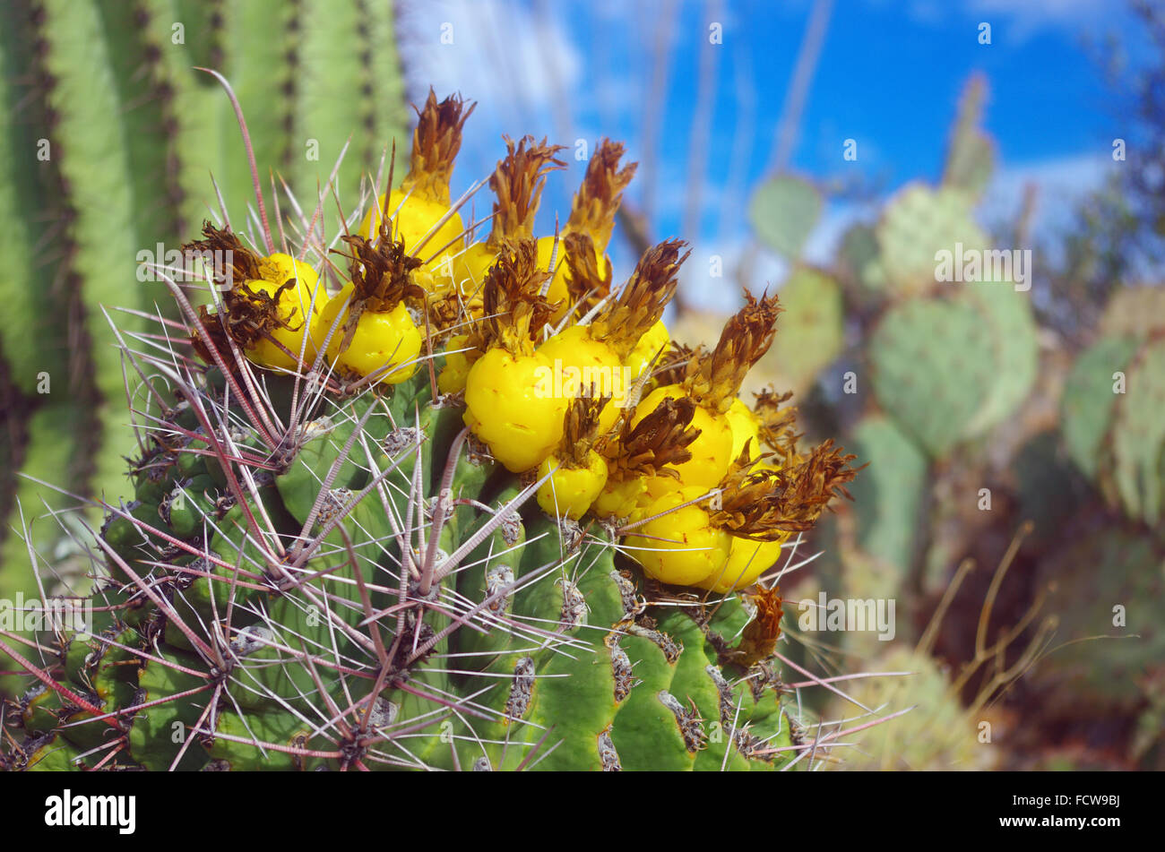 Barrel Cactus Obst hautnah im Saguaro National Park, Arizona getroffen Stockfoto