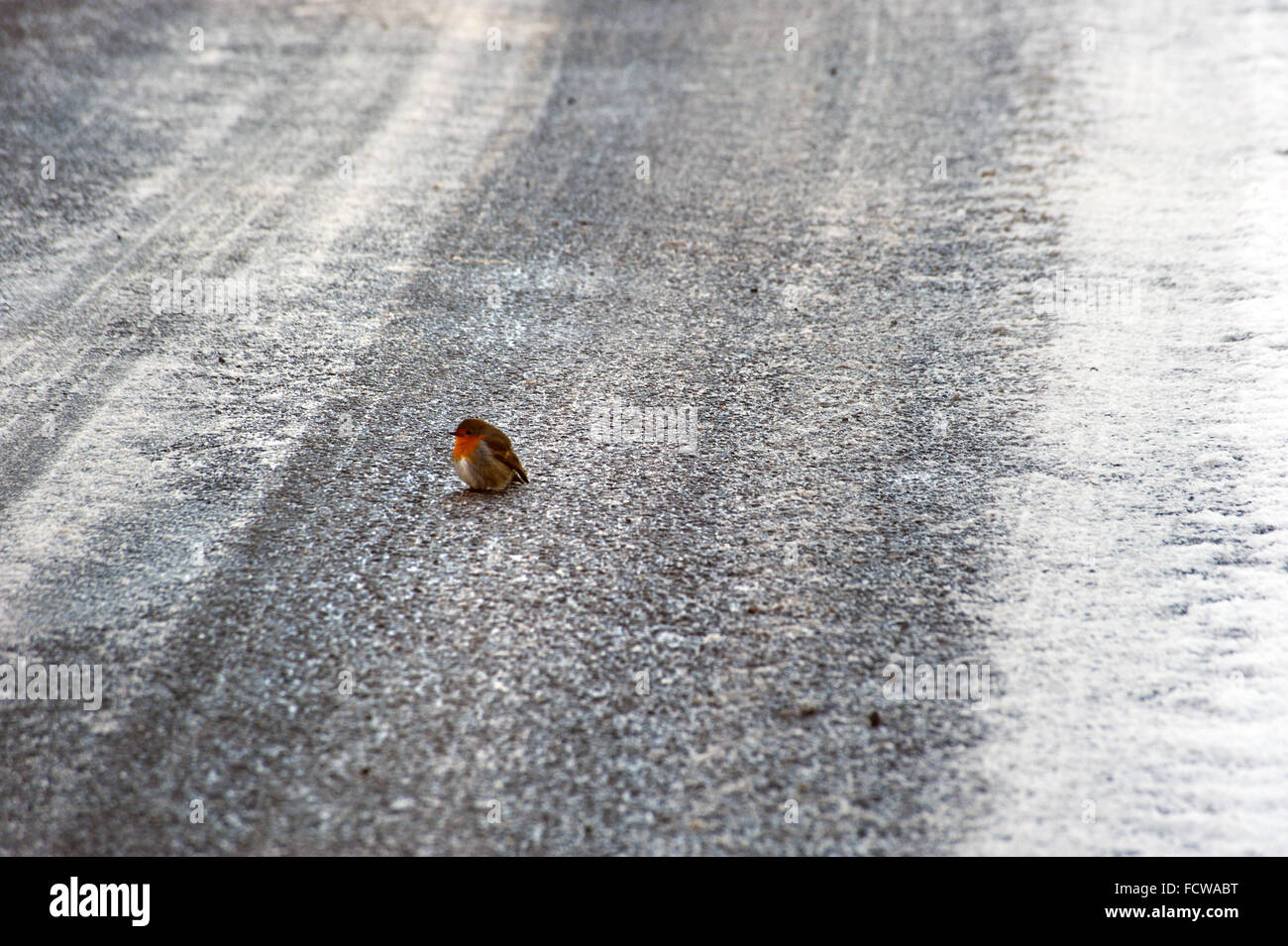 Robin in der Mitte gefrorenen Straße Stockfoto