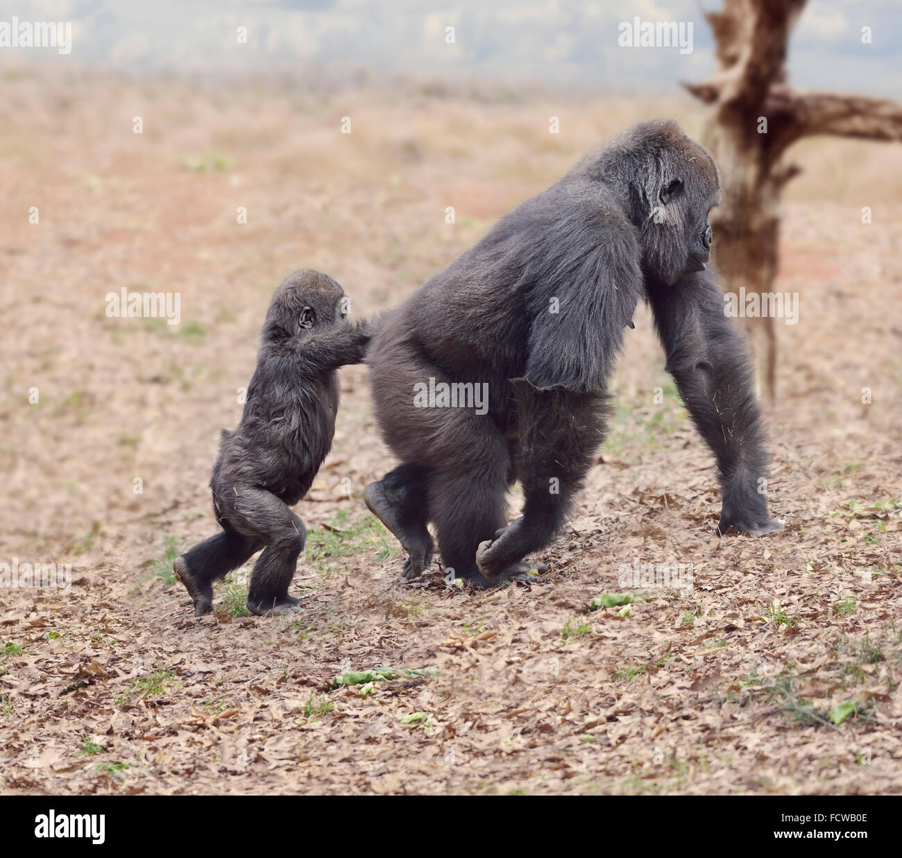 Gorilla-Weibchen mit ihrem Baby zu Fuß Stockfoto