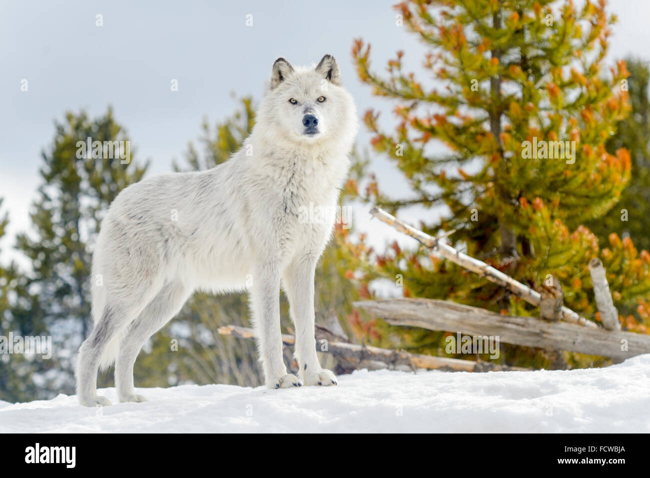 Grauer Wolf (Canis Lupus) stehen im Schnee, Blick in die Kamera, Gefangenschaft, Yellowstone. Stockfoto