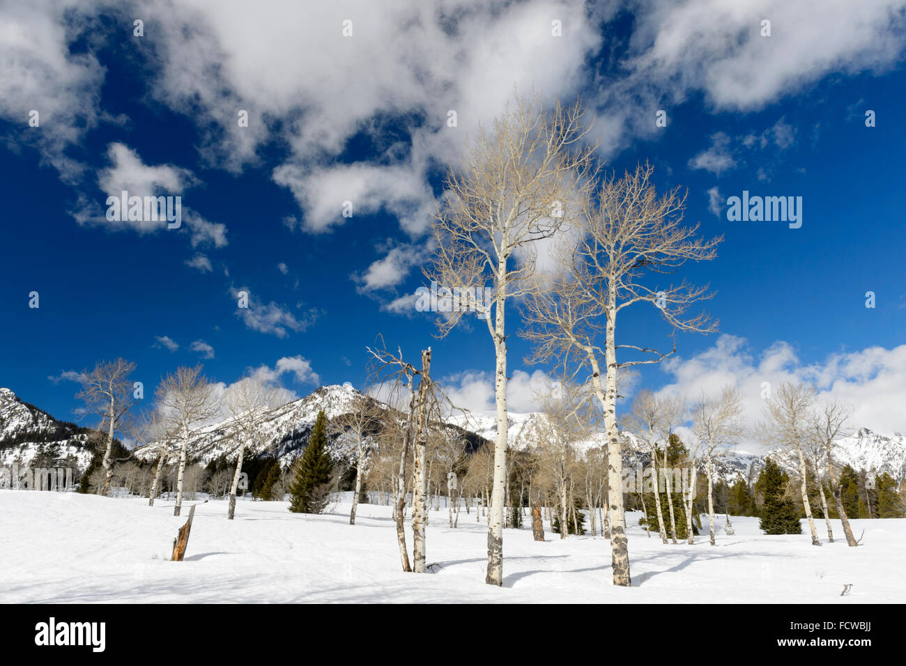 Aspen Baum Wald im Winter mit blauem Himmel, Grand-Teton-Nationalpark, Wyoming, USA. Stockfoto
