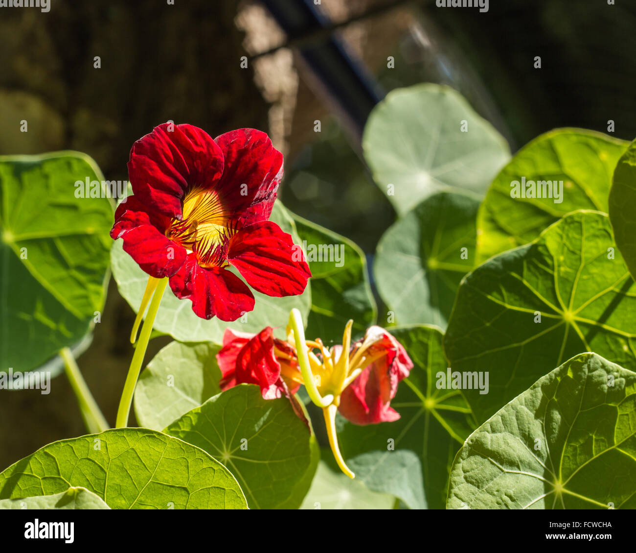 Hellen Kapuzinerkresse Blume Stockfoto