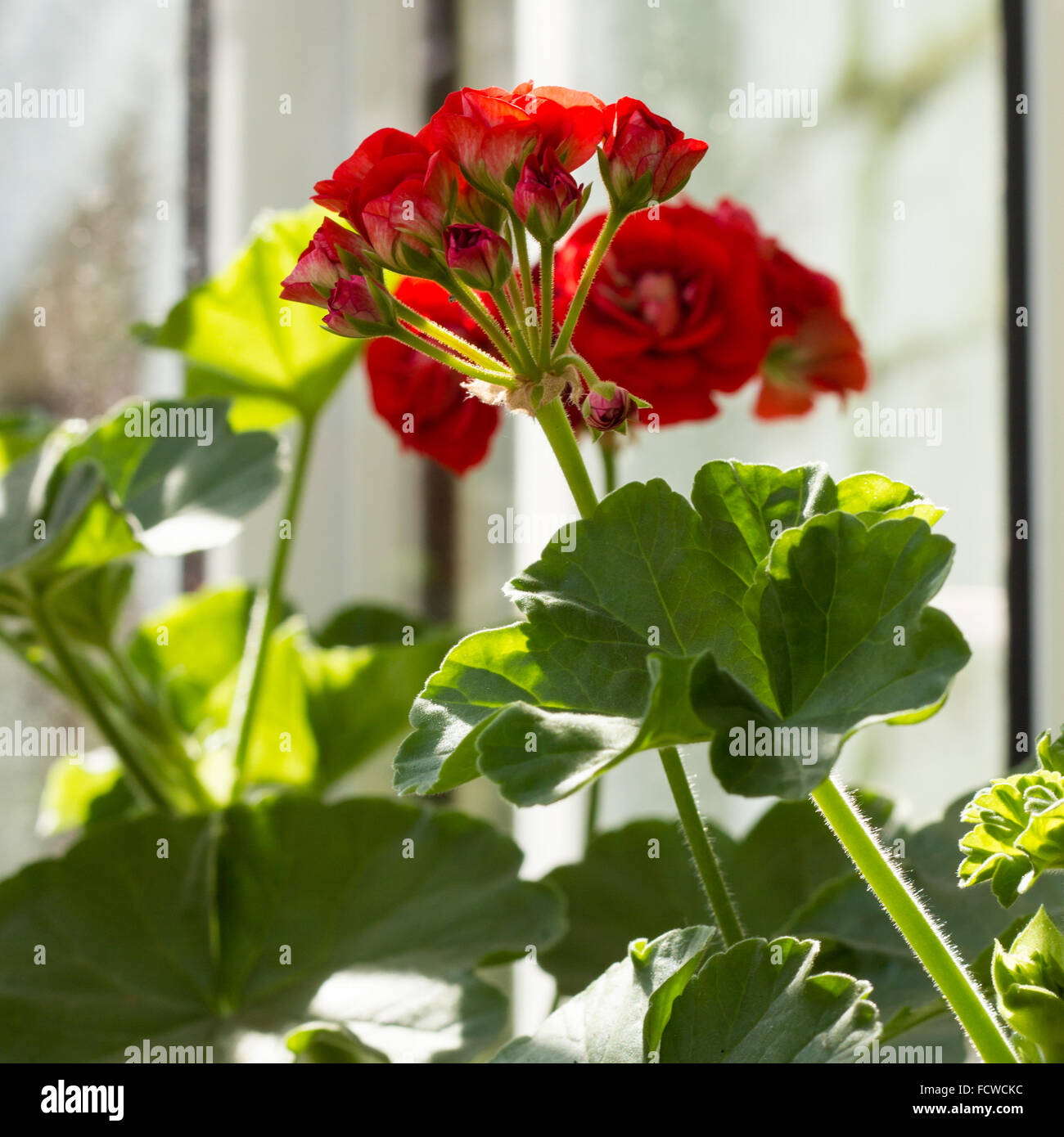Rote Rose wie Pelargonien Hortorum (Geranium), eine beliebte Zimmerpflanze Stockfoto