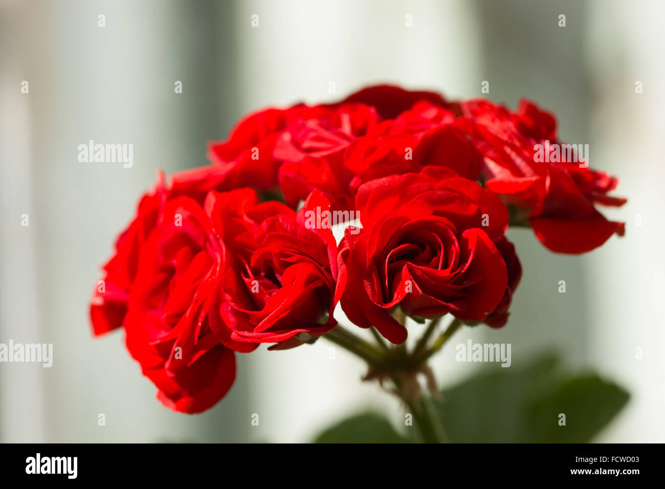 Nahaufnahme von roten Rose wie Pelargonien Hortorum (Geranium), eine beliebte Zimmerpflanze Stockfoto