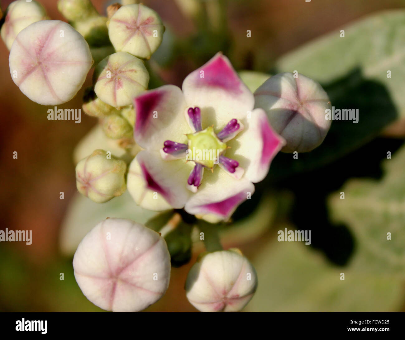 Calotropis Procera, Sodom Apfel, immergrüner Strauch mit dicken gegenüber Blätter und lila Blüten, pod mit Zahnseide, Sap giftig Stockfoto