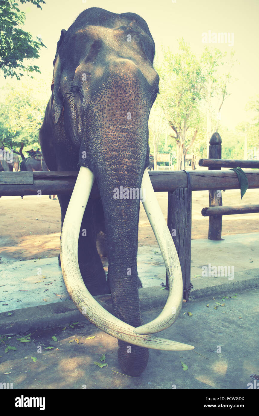 Alte asiatische Elefant mit langen Stoßzähnen. Retro-Stil vorgefiltert Bild. Stockfoto
