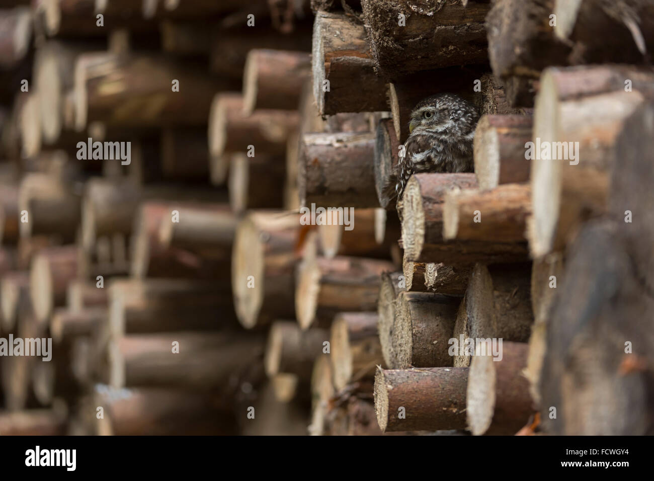 Kleine Eule / Minervas Eule / Steinkauz (Athene Noctua) versteckt, versteckt in einem Protokoll zu stapeln. Stockfoto