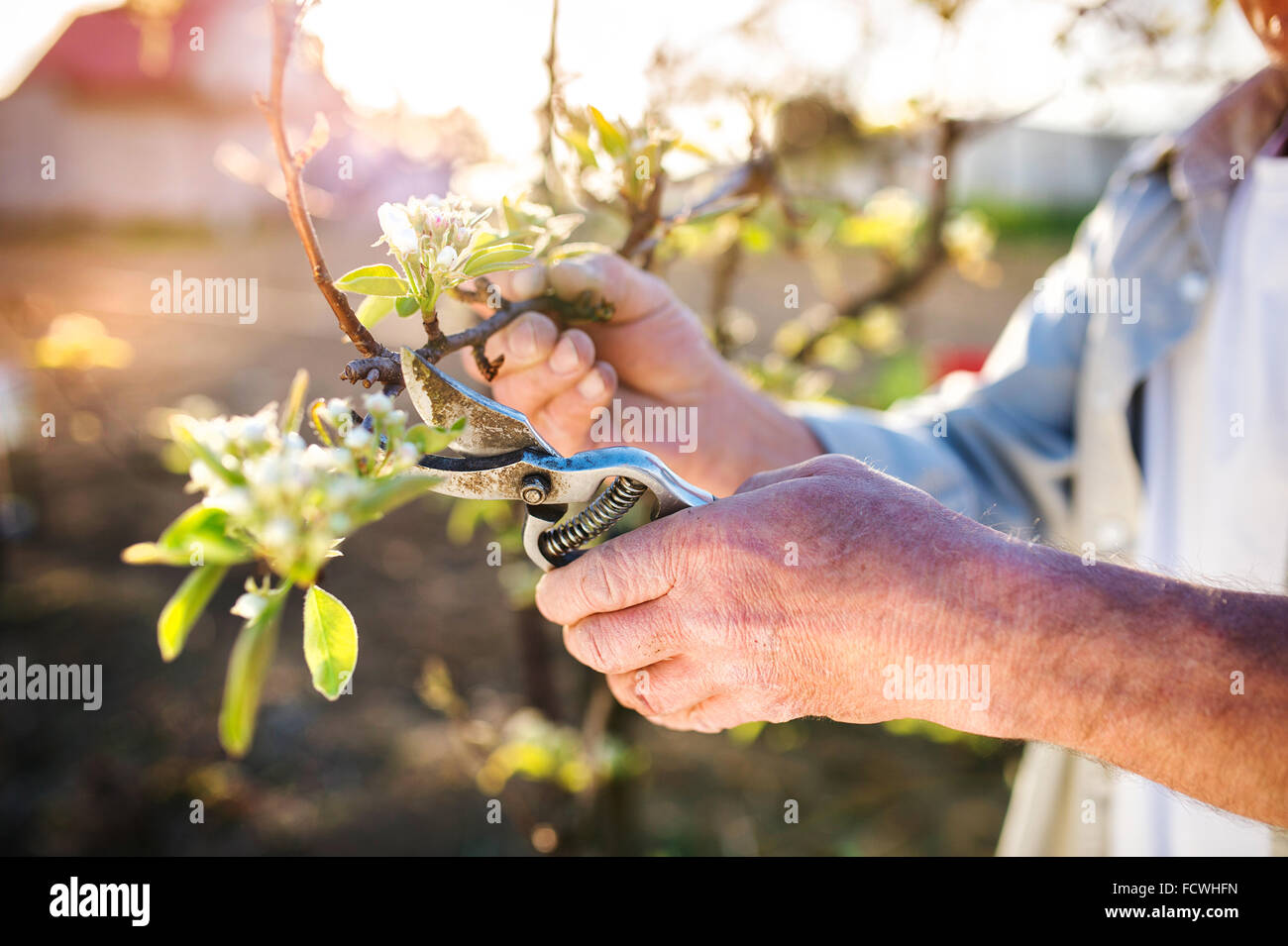 Senior woman Baumschnitt Apfelbaum Stockfoto