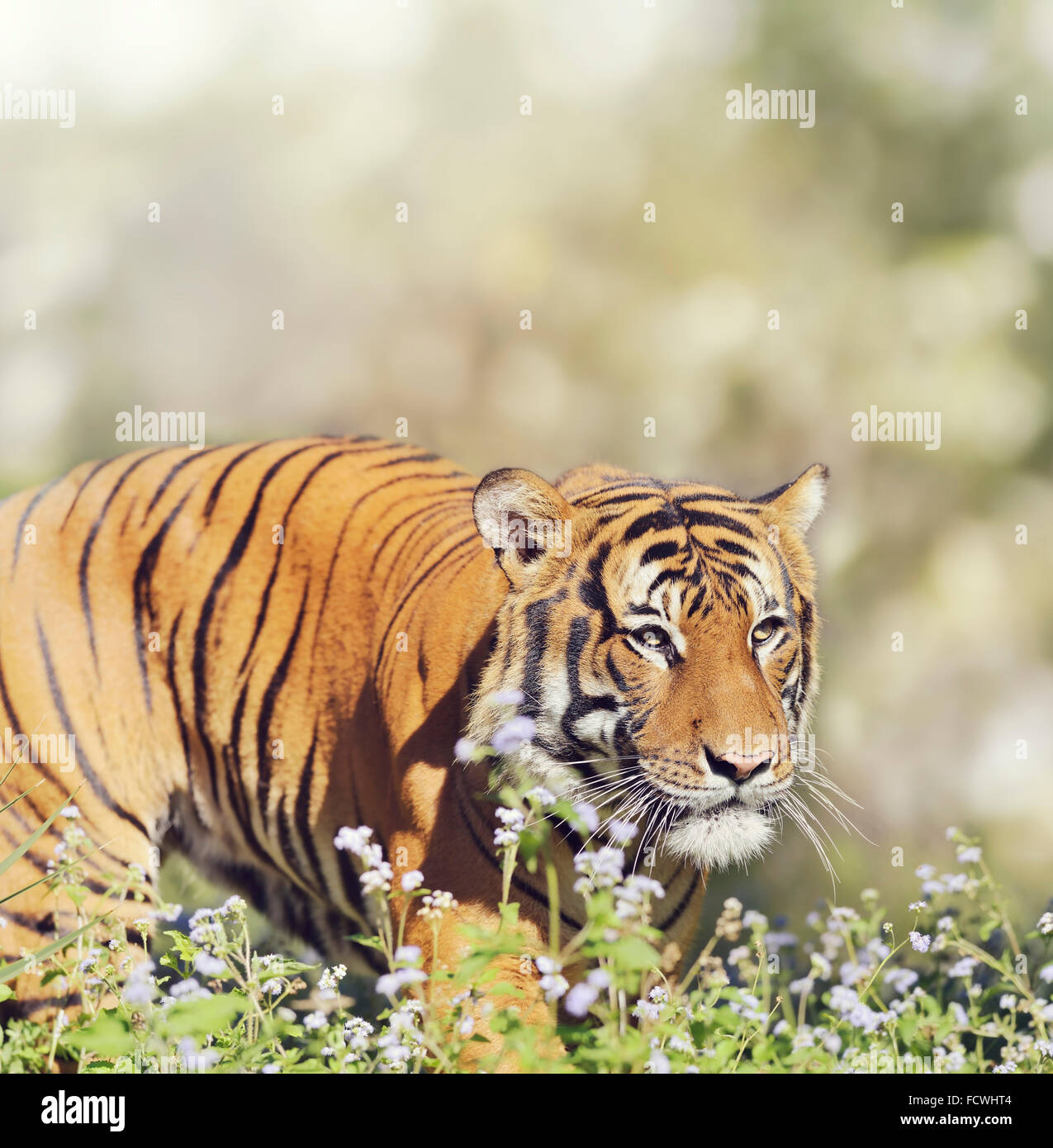 Malayischen Tiger zu Fuß durch wilde Blumen Stockfoto