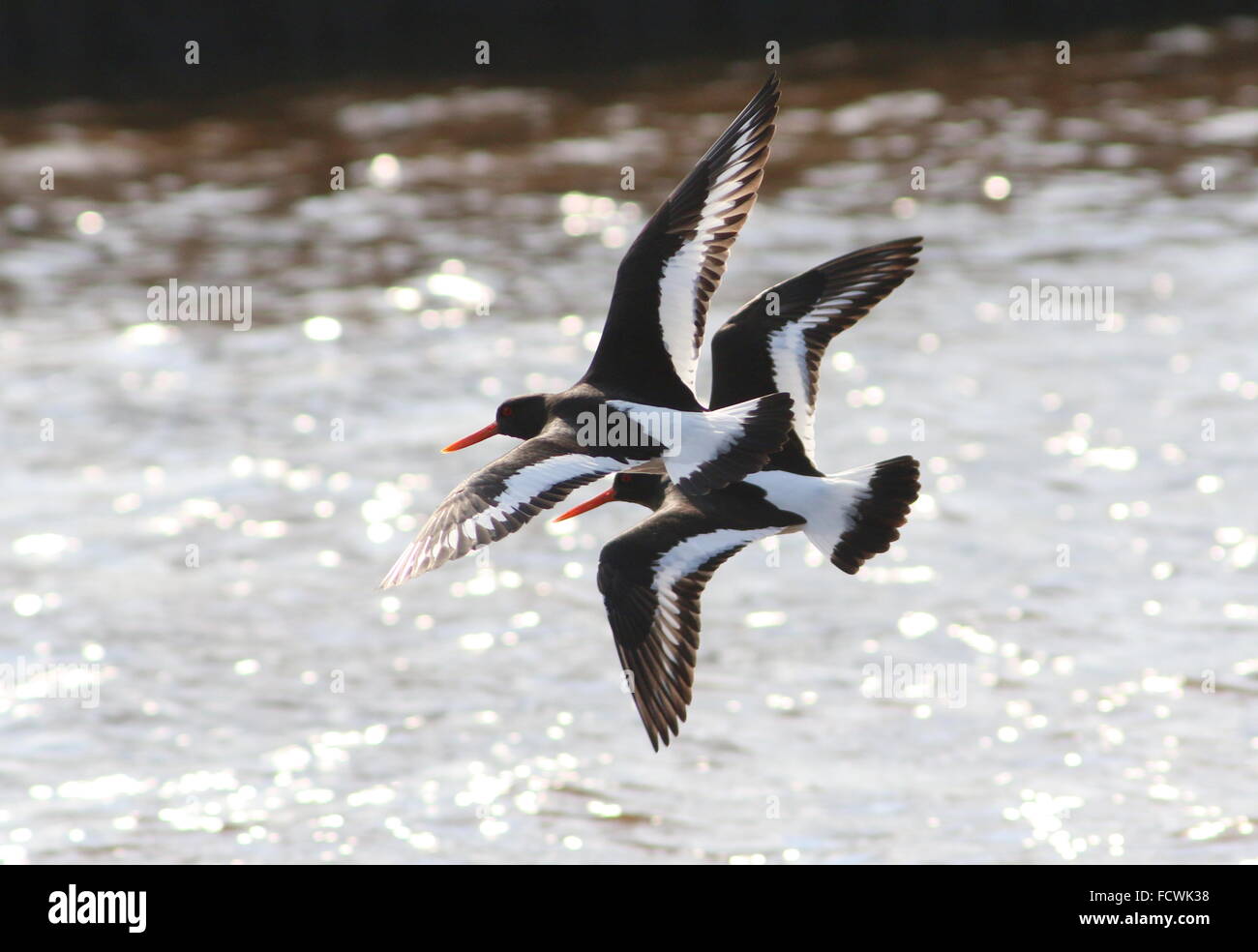 Nahaufnahme eines Paares von eurasischen Pied Austernfischer (Haematopus Ostralegus) im Flug über Wasser, Hintergrundbeleuchtung Stockfoto