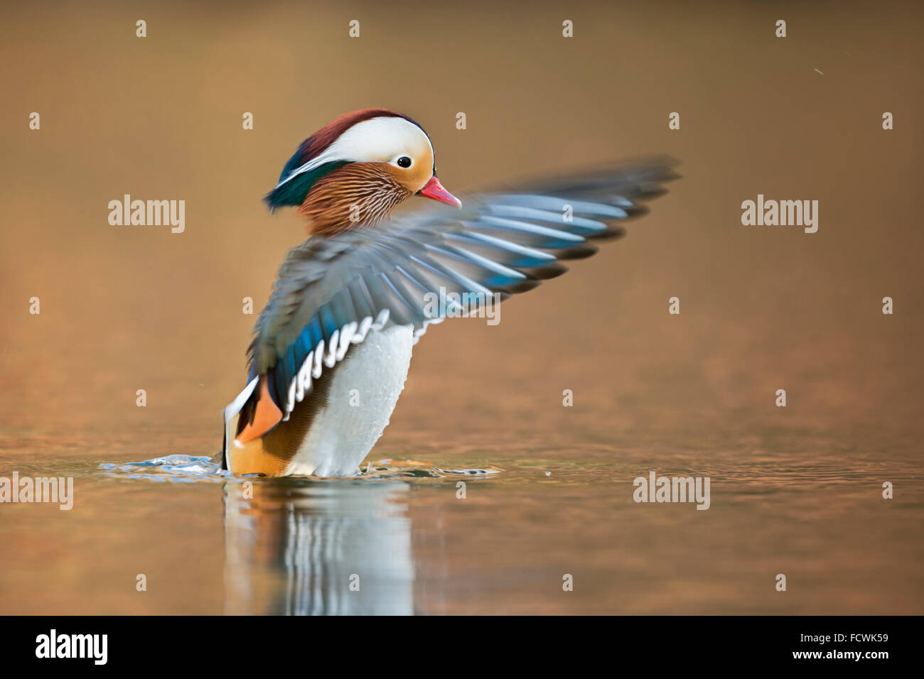 Mandarin Ente / Mandarinente (Aix Galericulata) schlagen seine Flügel, sieht aus wie ein Dirigent. Stockfoto