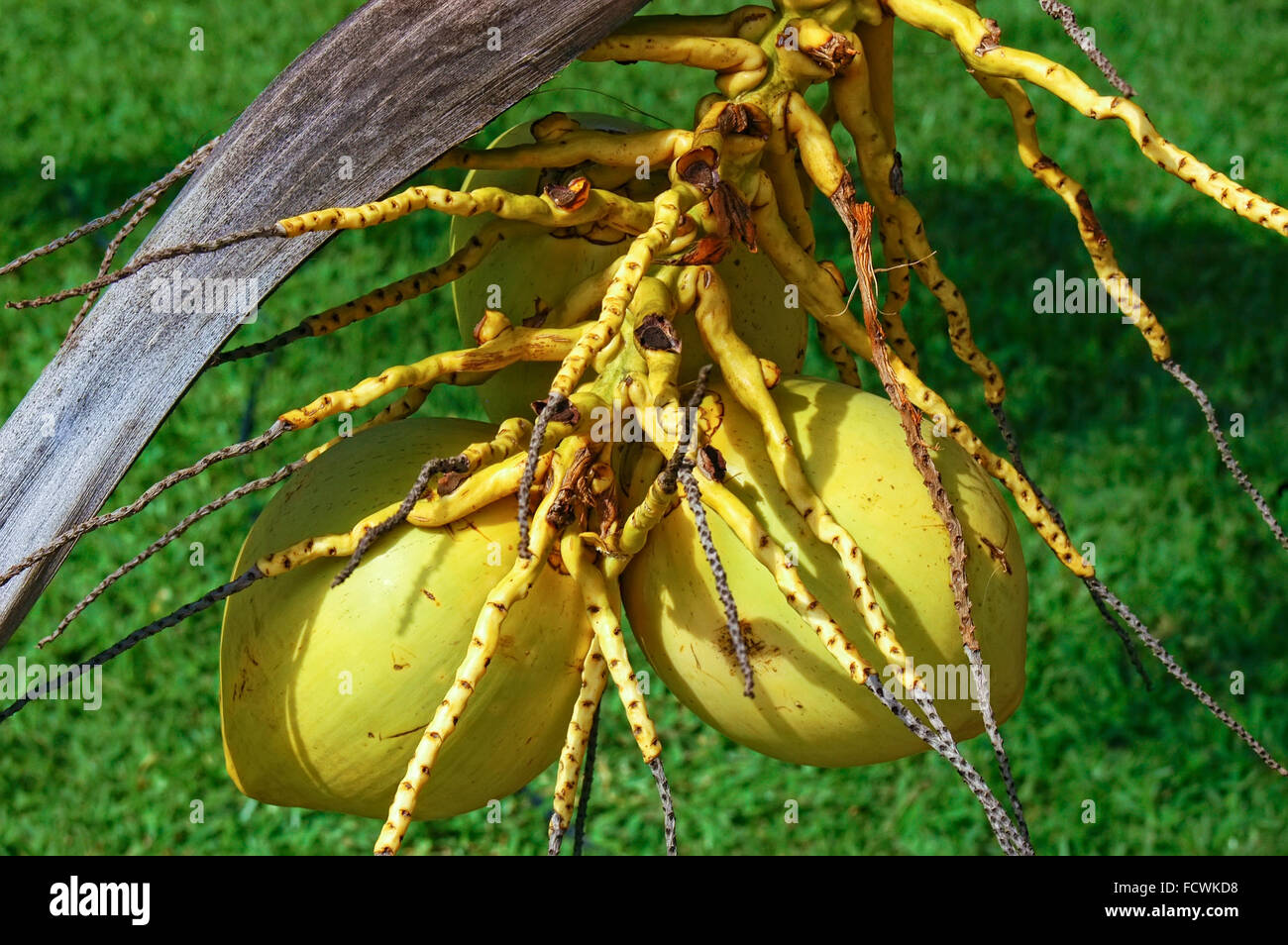 Frische Kokosnuss Coconut Tree, grüne Kokosnuss, gelbe Kokosnuss Stockfoto