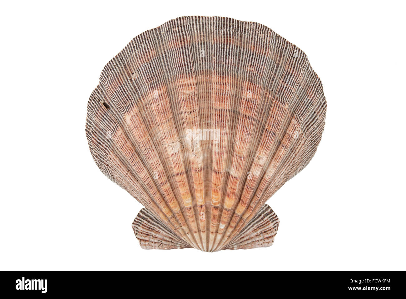 Nahaufnahme von Ocean Shell isoliert auf weißem Hintergrund Stockfoto
