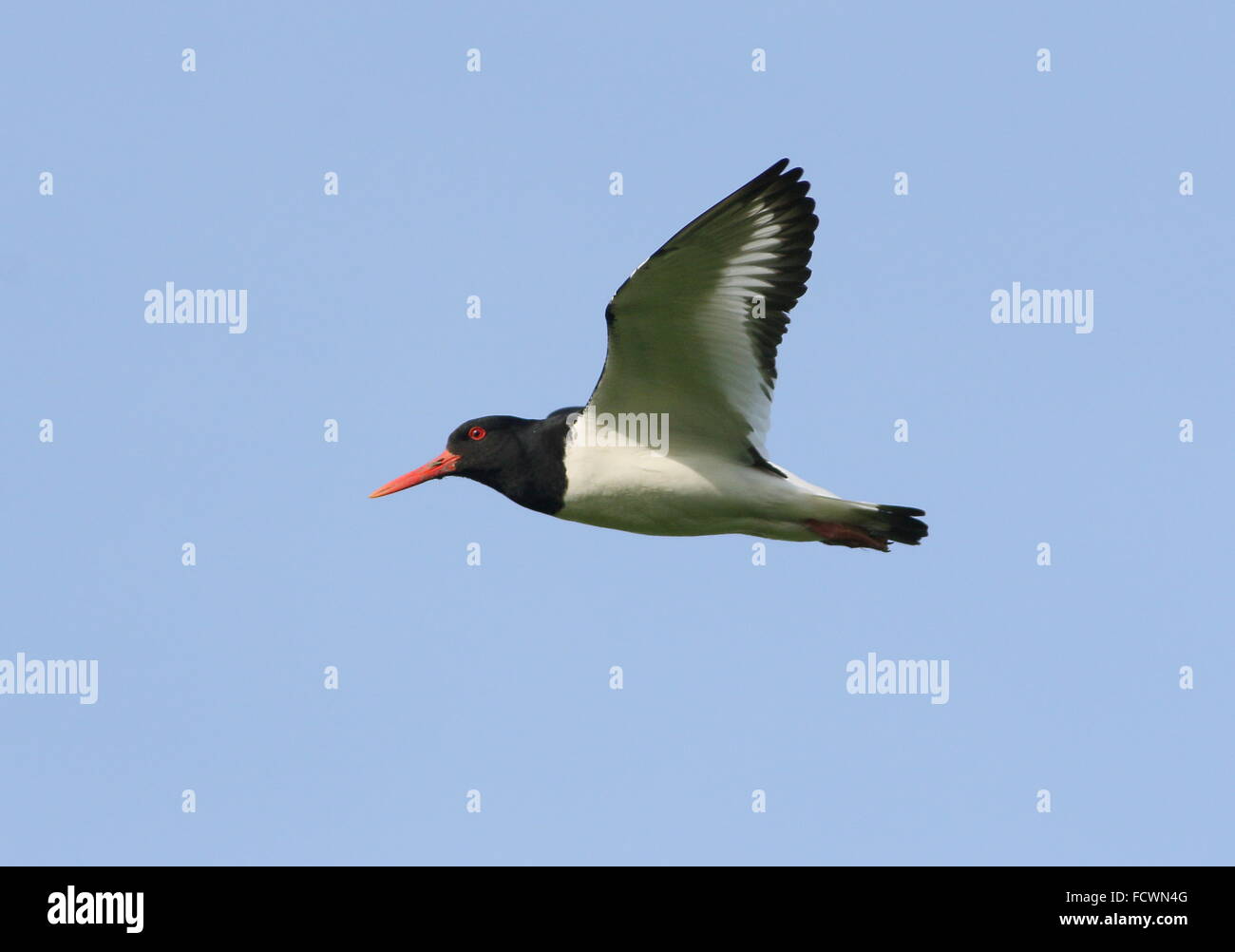 Nahaufnahme von einer eurasischen Pied Austernfischer (Haematopus Ostralegus) im Flug Stockfoto