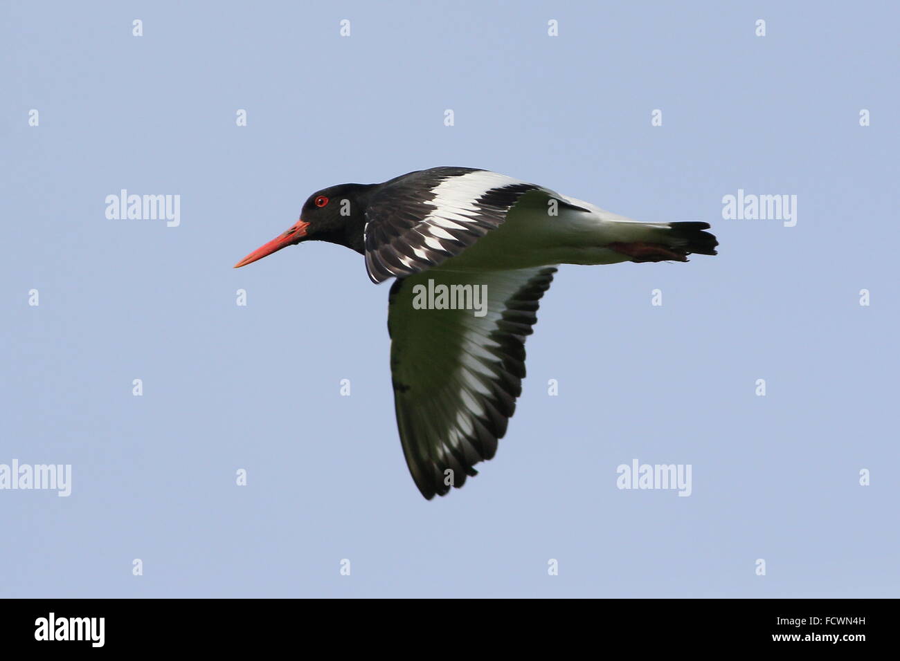 Nahaufnahme von einer eurasischen Pied Austernfischer (Haematopus Ostralegus) im Flug Stockfoto