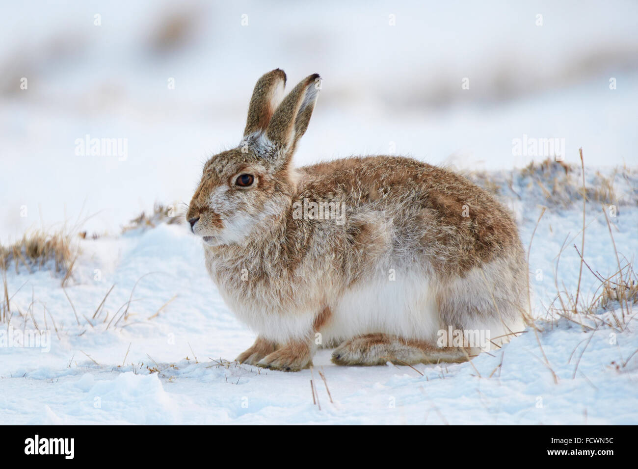 Berg Hase auf einem verschneiten Berg (Lepus Timidus) Cairngorm National Park, Schottland, Vereinigtes Königreich Stockfoto