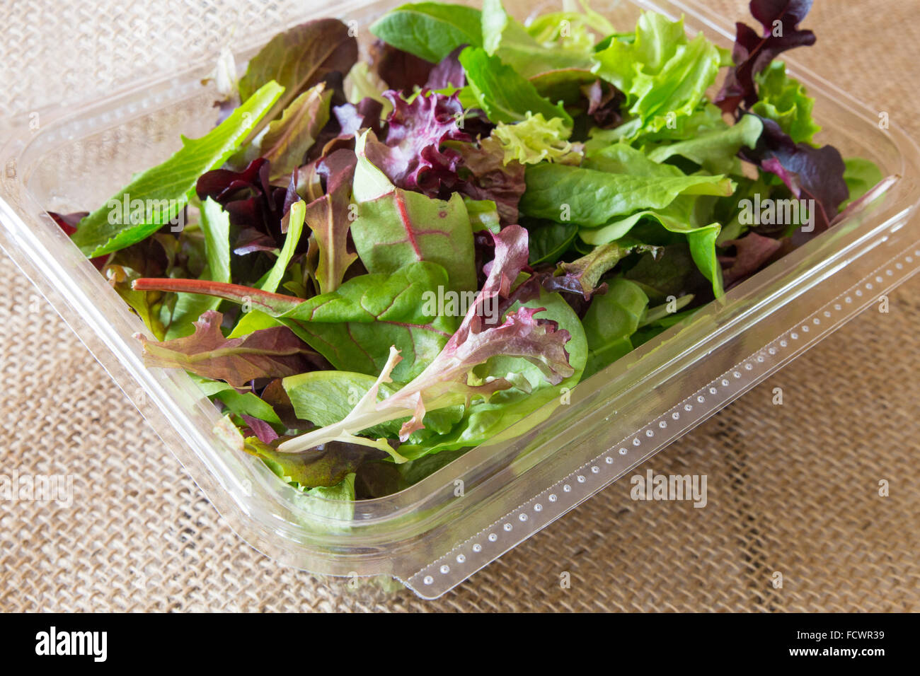 Frühling grünen Salat-Mix in Kunststoff-container Stockfoto