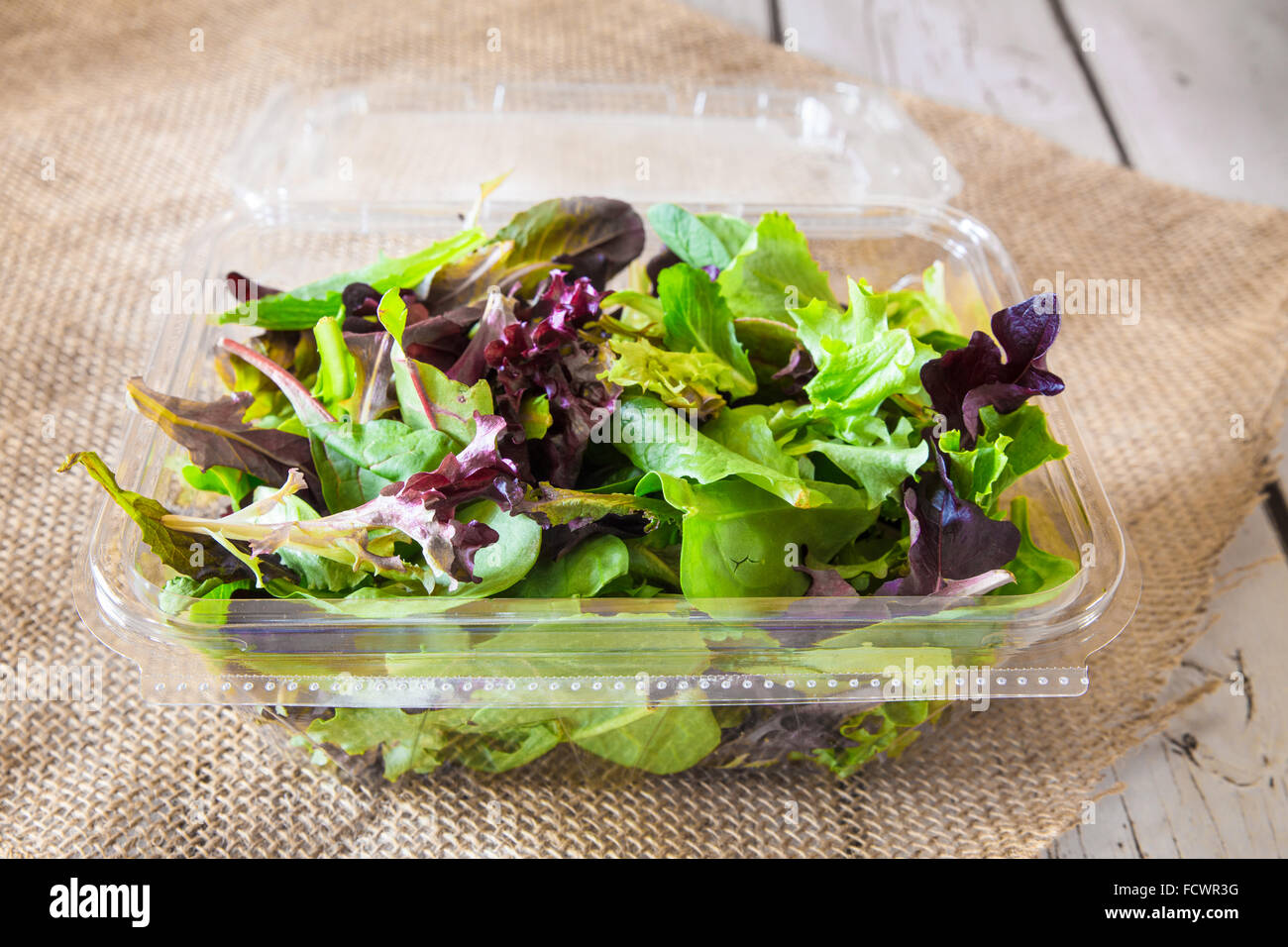 Frühling grünen Salat-Mix in Kunststoff-container Stockfoto