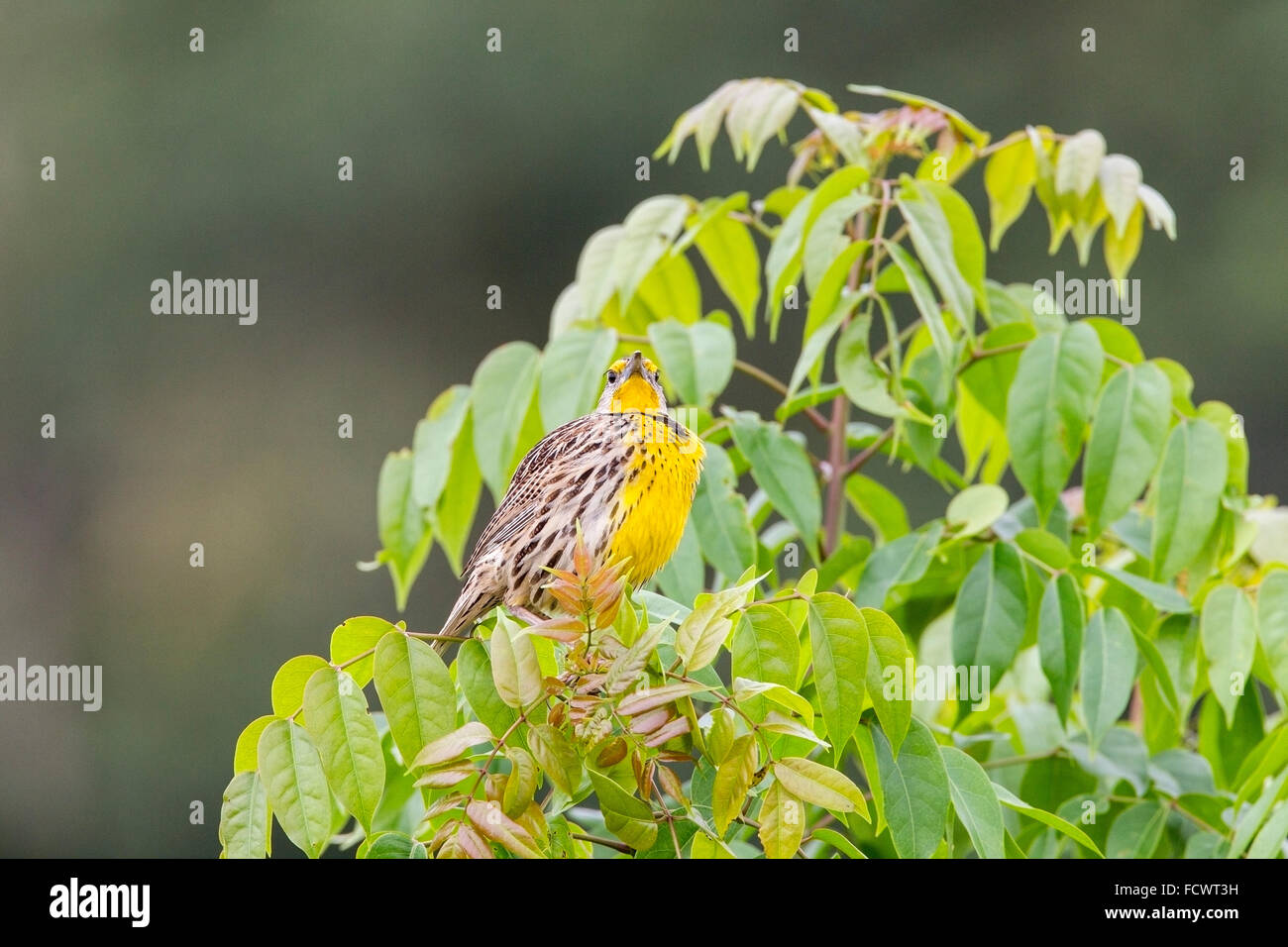 östlichen Meadowlark (Sturnella Magna) Männchen thront und Gesang, Kuba Stockfoto