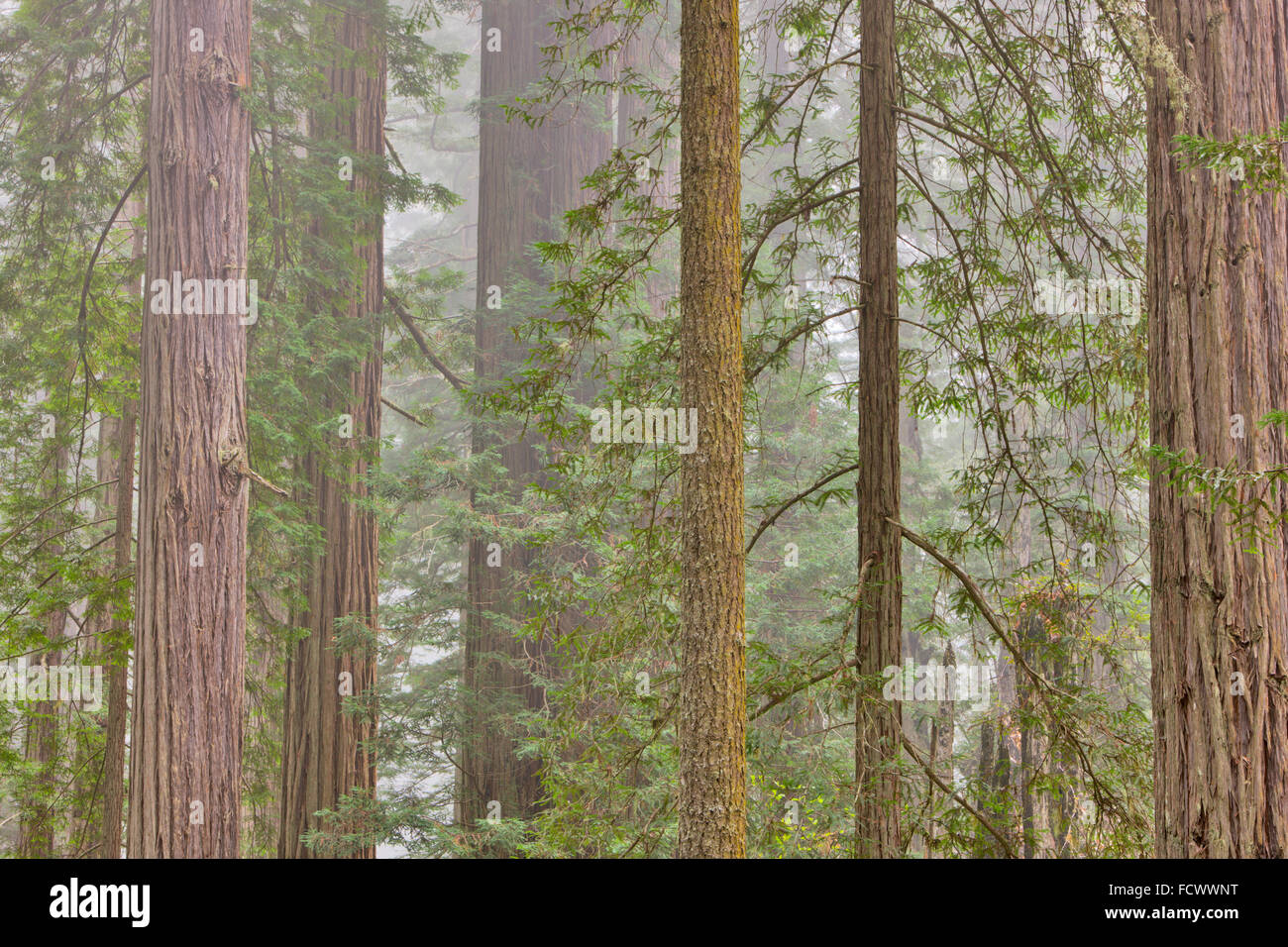 Redwood-Wald im Redwood National Park, Kalifornien Stockfoto