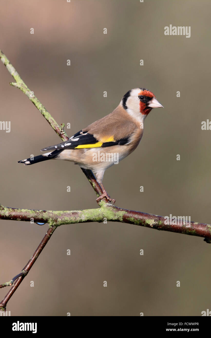 Stieglitz, Zuchtjahr Zuchtjahr, einziger Vogel auf Zweig, Warwickshire, Januar 2016 Stockfoto