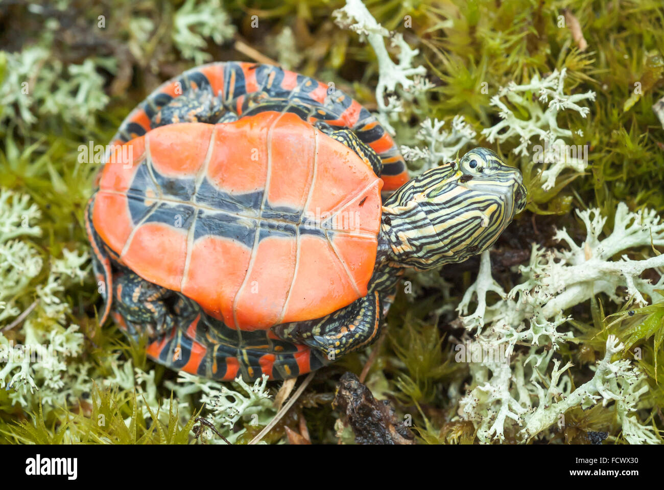 Juvenile Western gemalt, Schildkröte, Chrysemys Picta Bellii, Eingeborener nach Südwesten Ontarios zu südlichen Missouri Pacific NW Stockfoto