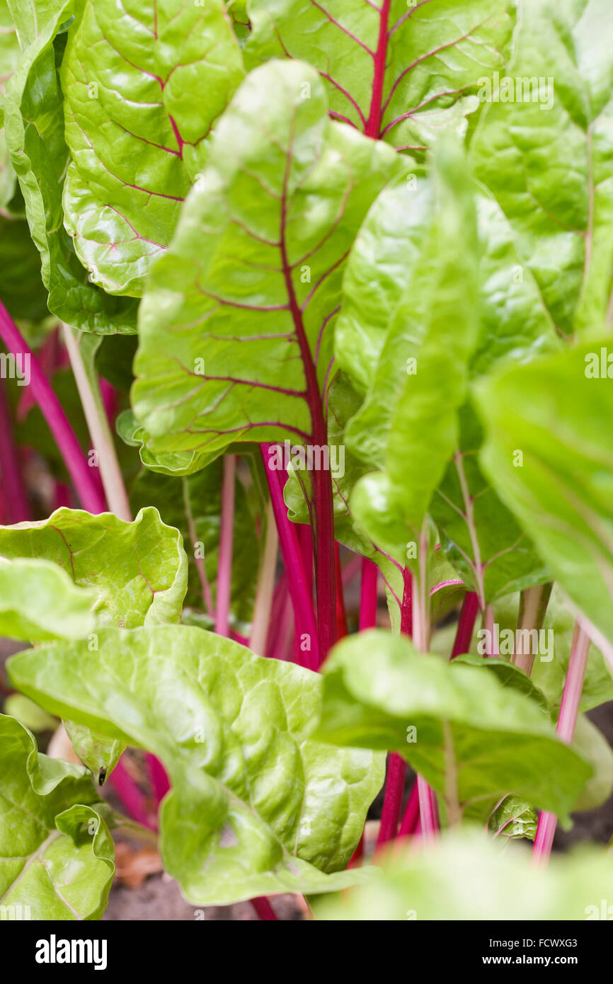 Mangold "Rosa; im Gemüsegarten. Stockfoto