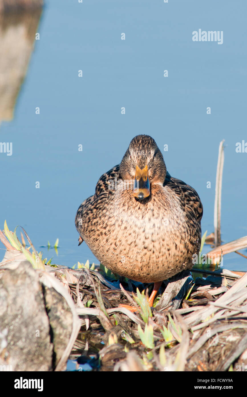 Stockente Anas Platyrhynchos. Vertikale Porträt einer Erwachsenfrau Zucht Gefieder am Seeufer. Stockfoto