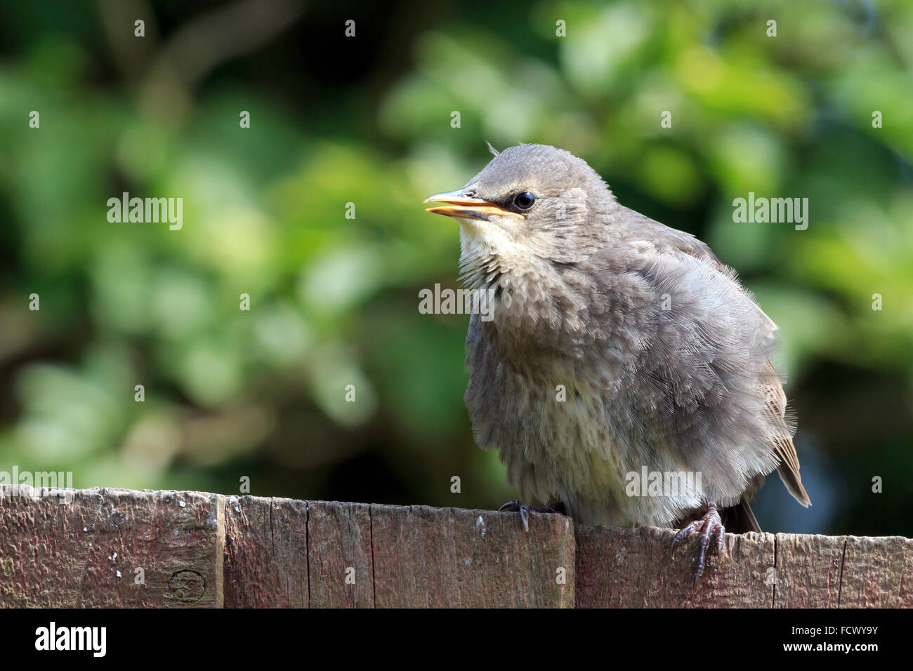 Young Star thront warten darauf, in einem UK-Garten gefüttert werden Stockfoto