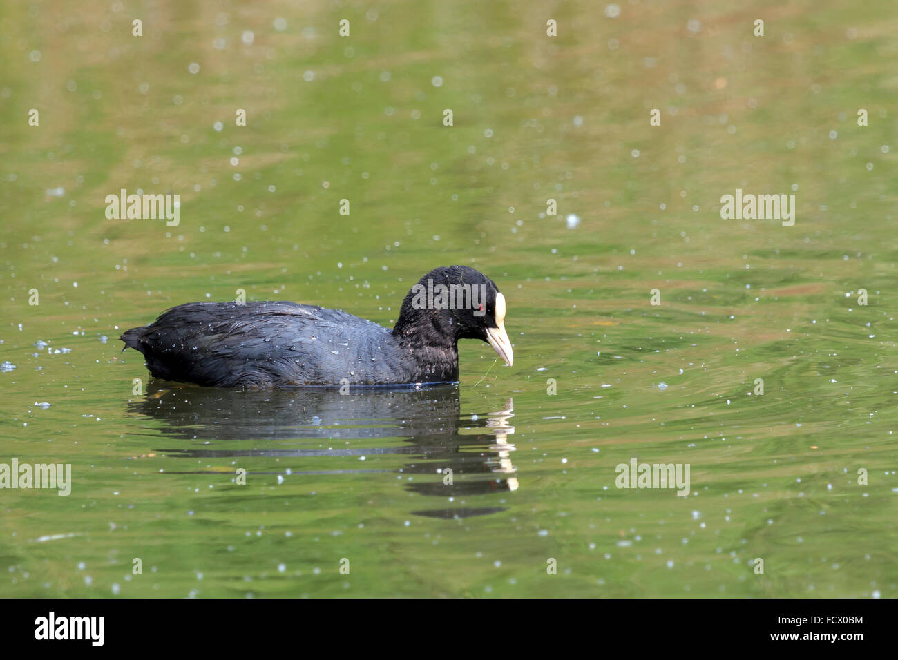Sonnendurchflutetes Coot spiegelt sich im Wasser im Vereinigten Königreich Stockfoto