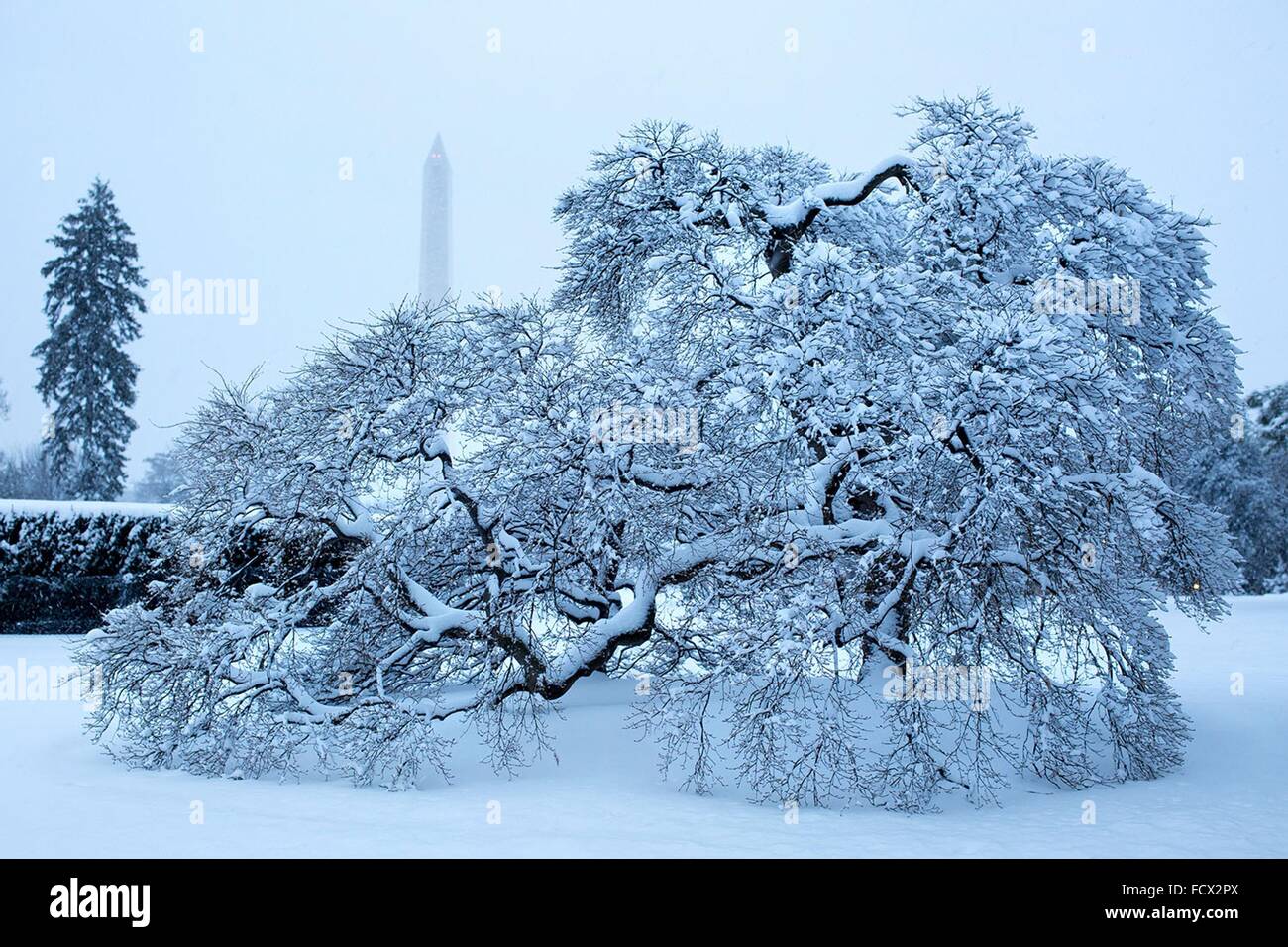 Ein Baum im Schnee mit dem Washington Monument auf dem South Lawn des weißen Hauses nach einen frühen Frühling Schneesturm 5. März 2015 in Washington, DC bedeckt. Stockfoto