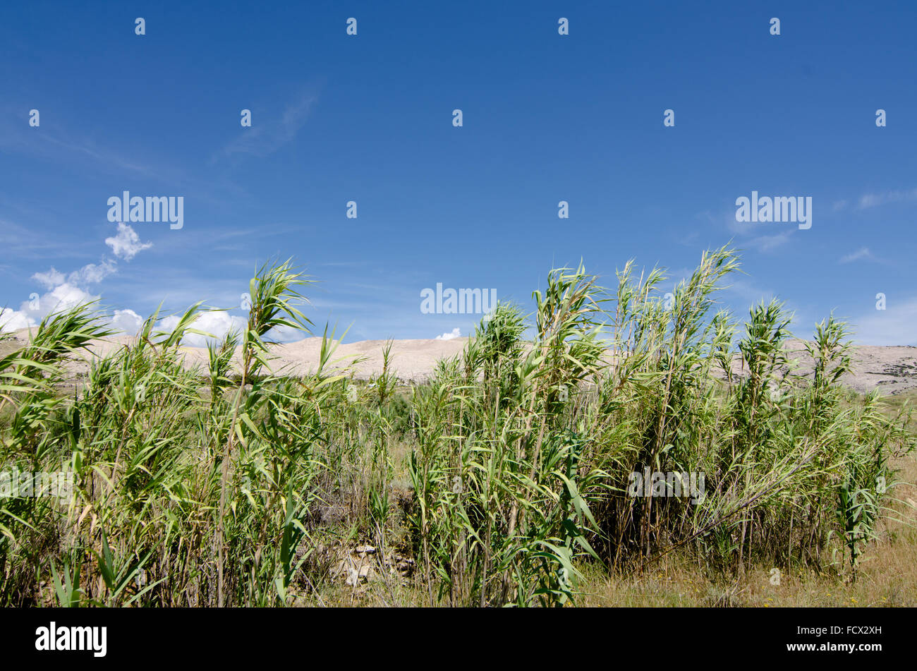 Auf dem Weg zum wilden Strand auf der Insel Pag-Kroatien Stockfoto