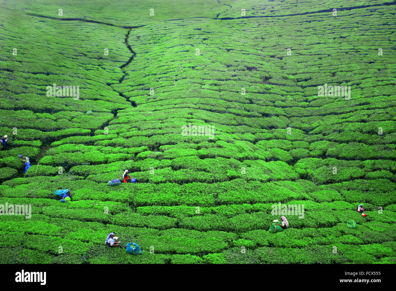 Arbeiten Sie in den Tee Plantagen in Ella, Sri Lanka Stockfoto