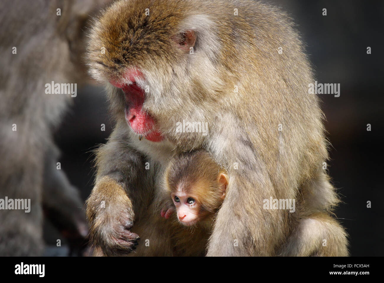 Nahaufnahme von einer Schnee-Affen-Baby und seine Mutter (japanischen Makaken - Macaca Fuscata) Stockfoto