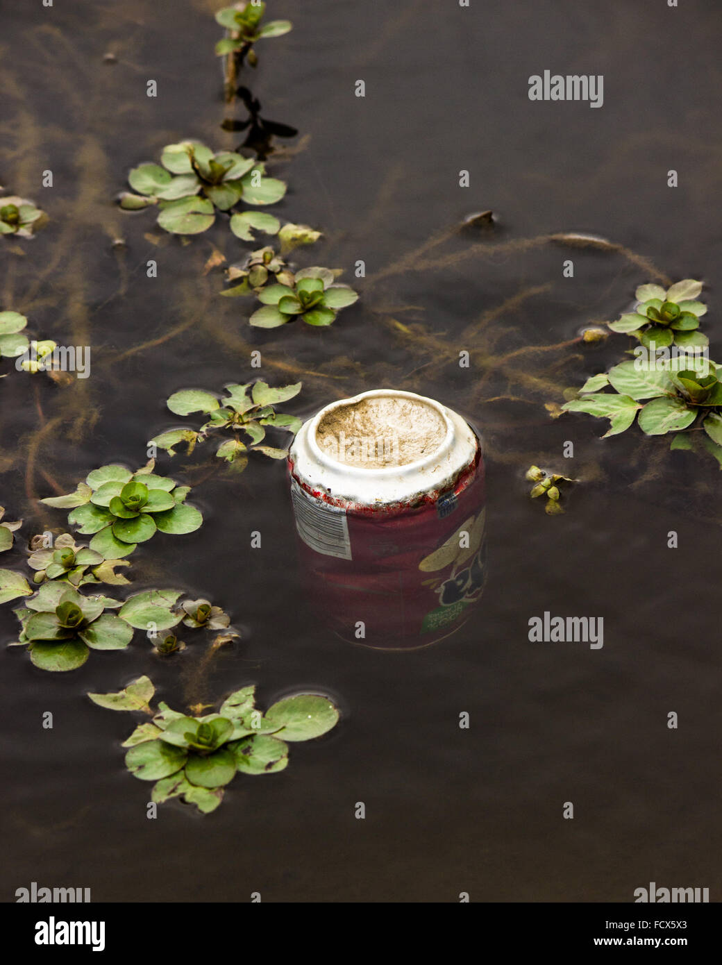 Getränkedose in Seewasser Stockfoto Getränkedose in Seewasser Stockfoto